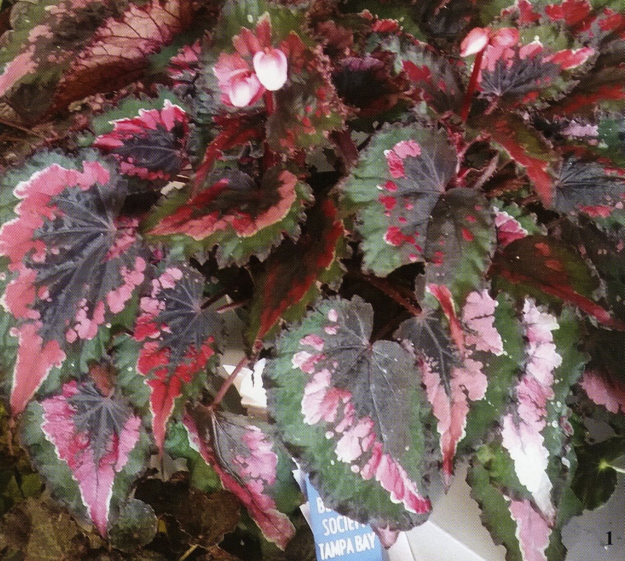 B. ‘Tampa Bay’